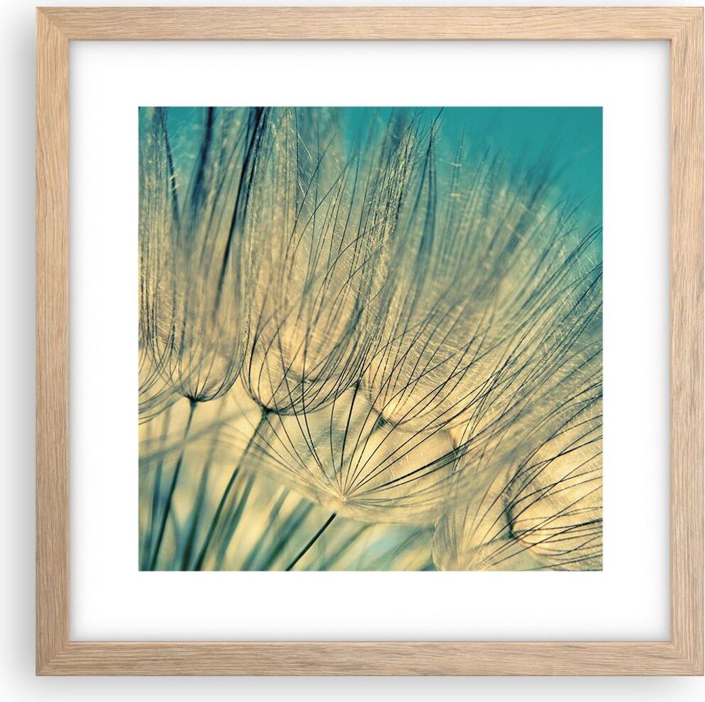 Gerahmtes Poster - Rahmen in heller Eiche - Löwenzahn Makro Löwenzahn - 30x30 cm - Wand Bild - Wanddeko - Wandbilder - Kunstposter - Wandposter -...
