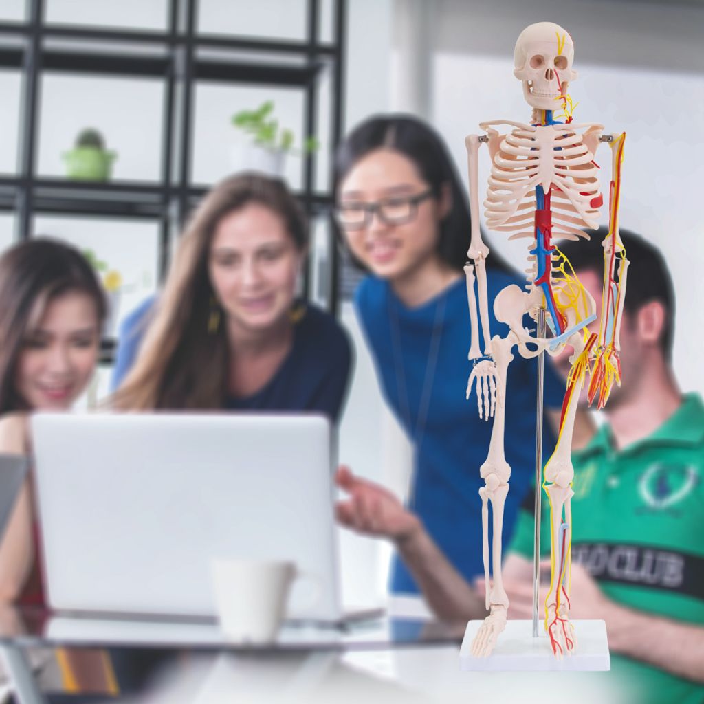Anatomie Modell Skelett Auswahl Lebensgroß 180 cm oder Produktbild 7