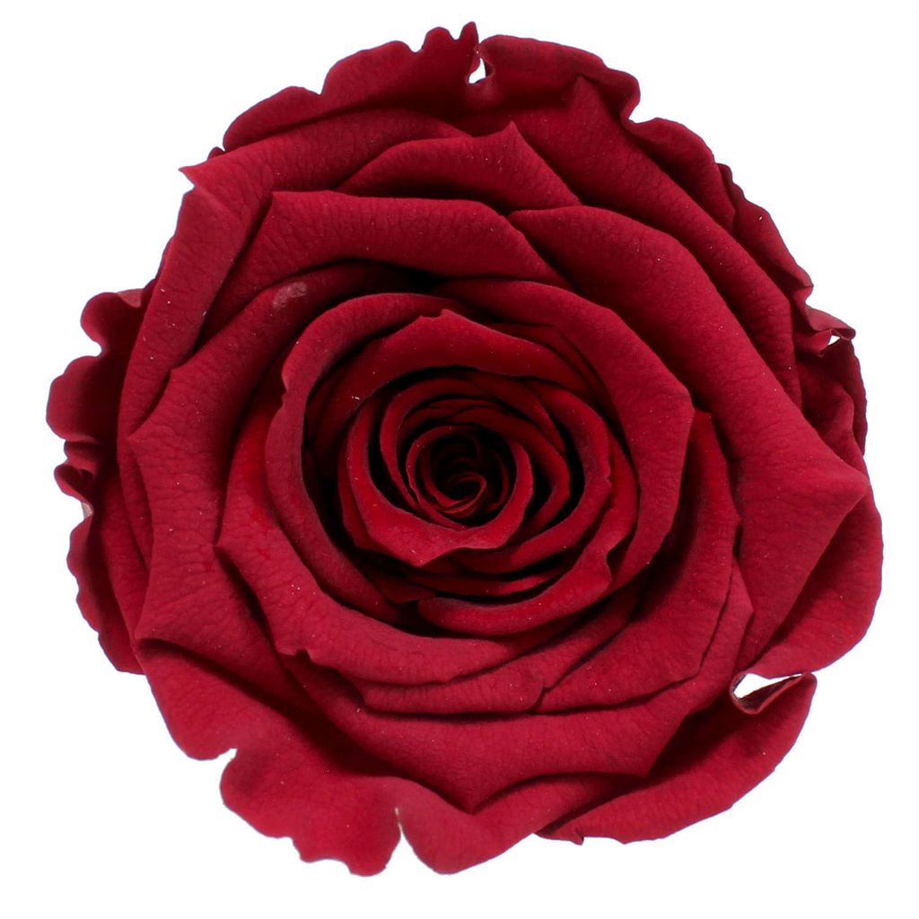 Infinity Rose XL Ø6-7cm konserviert stabilisiert haltbar Rosenkopf ewige Blüte Dunkelrot (red01)