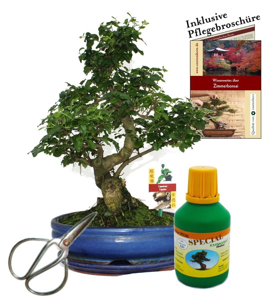 Bonsai Chin. Liguster Ligustrum ca. 10 Jahre 25cm Schale Geschenk-Set mit Schere und Dünger