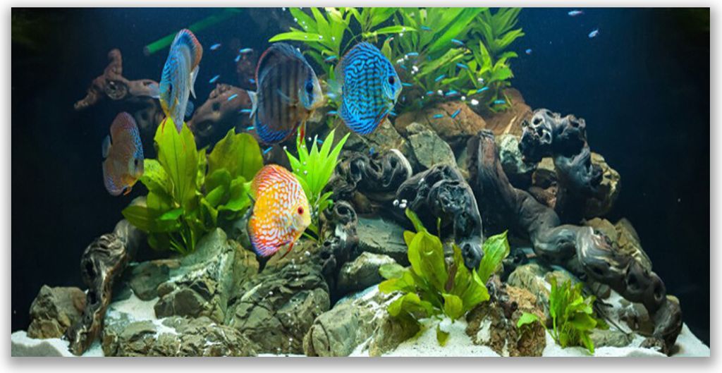 Acrylglasbilder 120x60 Wandbild Druck Fische Steine Blätter Natur