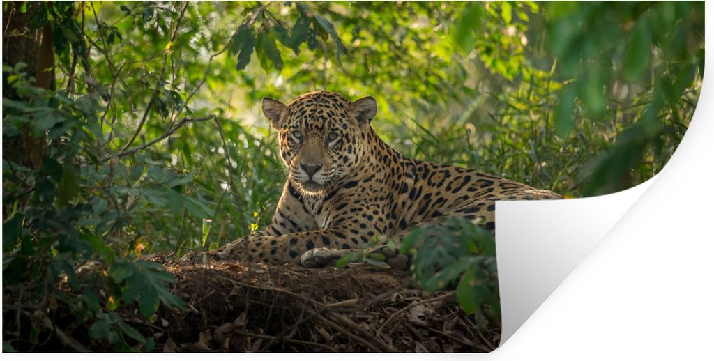 MuchoWow Wandtattoo Wandsticker Wandaufkleber Jaguar im Dschungel 160x80 cm Selbstklebend und Repositionierbar - Sticker - Dekorfolie