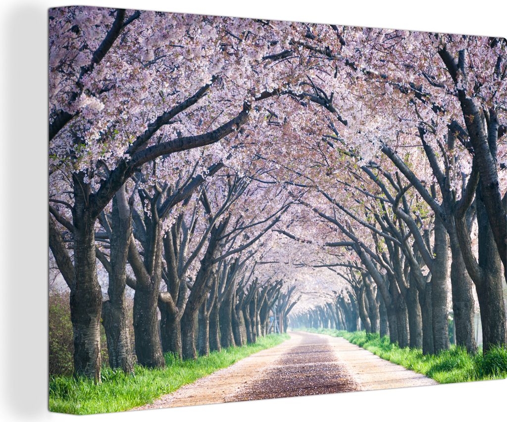 OneMillionCanvasses - Leinwandbilder - 140x90 cm, Kirschblüte in den Bäumen, Wandbilder Kunstdruck Wanddekoration - Foto auf Leinwand - Gemäld...