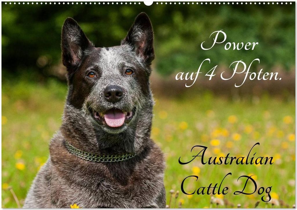 Power auf 4 Pfoten. Australian Cattle Dog (Wandkalender 2026 DIN A2 quer), CALVENDO Monatskalender