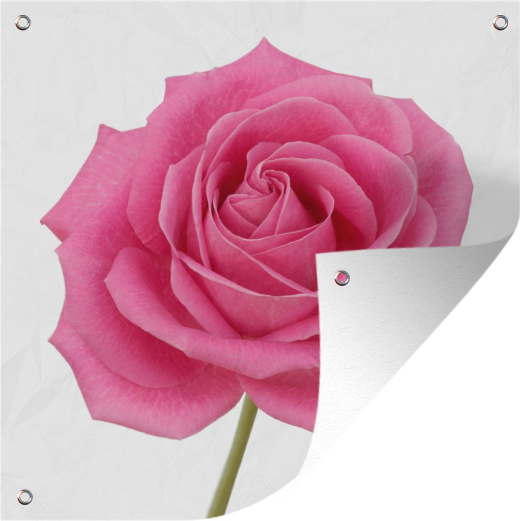 MuchoWow 50x50 cm Outdoor-Poster Gartendeko Sichtschutz Garten Poster für den Garten Nahaufnahme einer einzelnen rosa Rose auf weißem Hintergrund