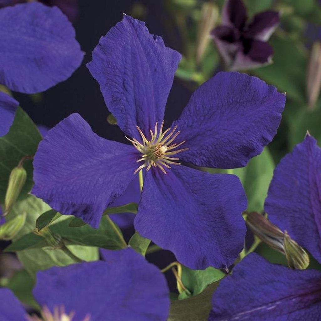 Clematis ‘Jackmanii’ 30–50 cm – violette großblumige Waldrebe | winterharte Kletterpflanze für Garten & Balkon