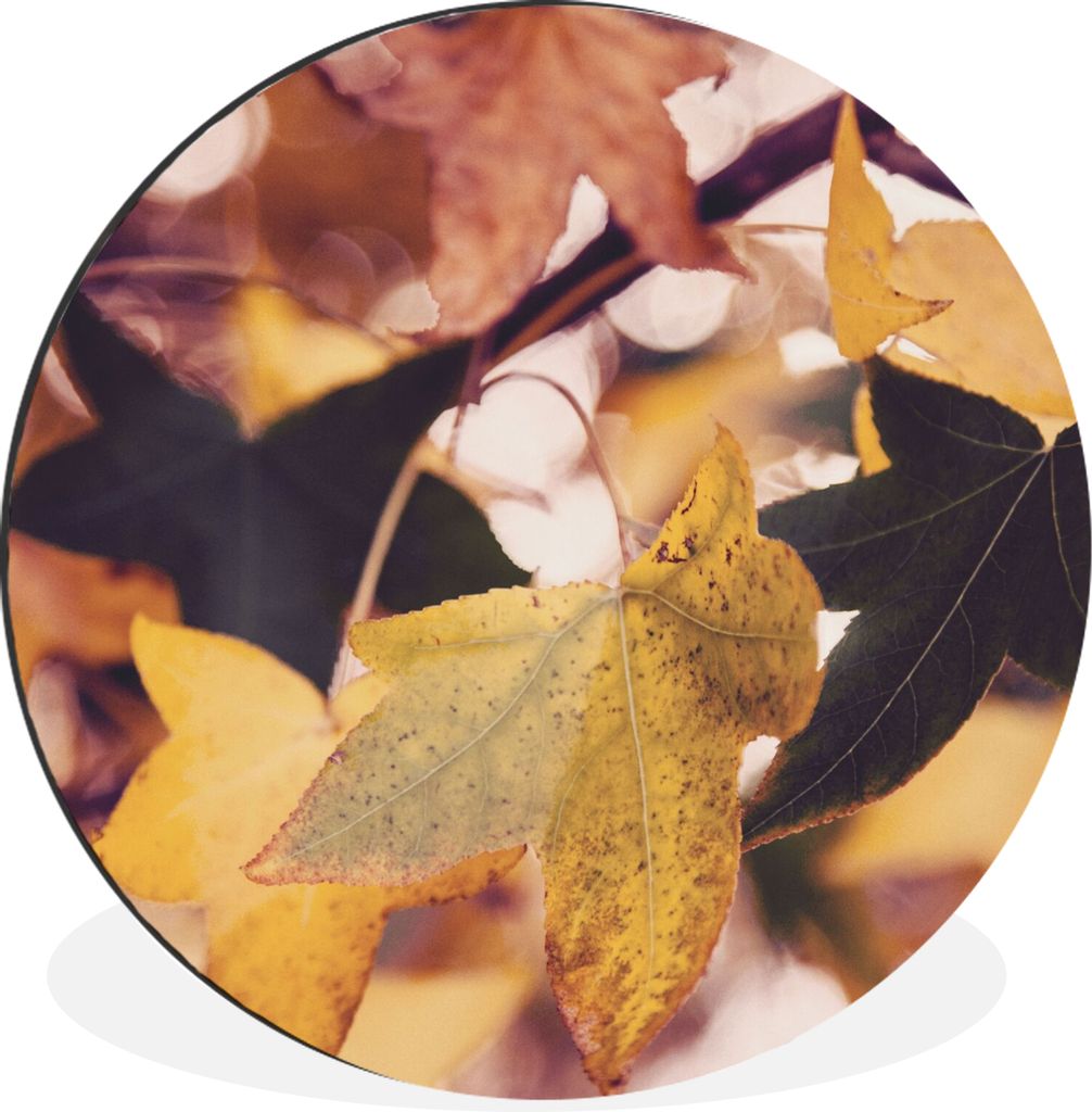 MuchoWow Aluminium Wandkreis Blätter - Ahorn - Herbst - Jahreszeiten Ø 30 cm Wanddeko Modern Wohnzimmer - Wand Bild - Wohnzimmer - Runde Bilder...