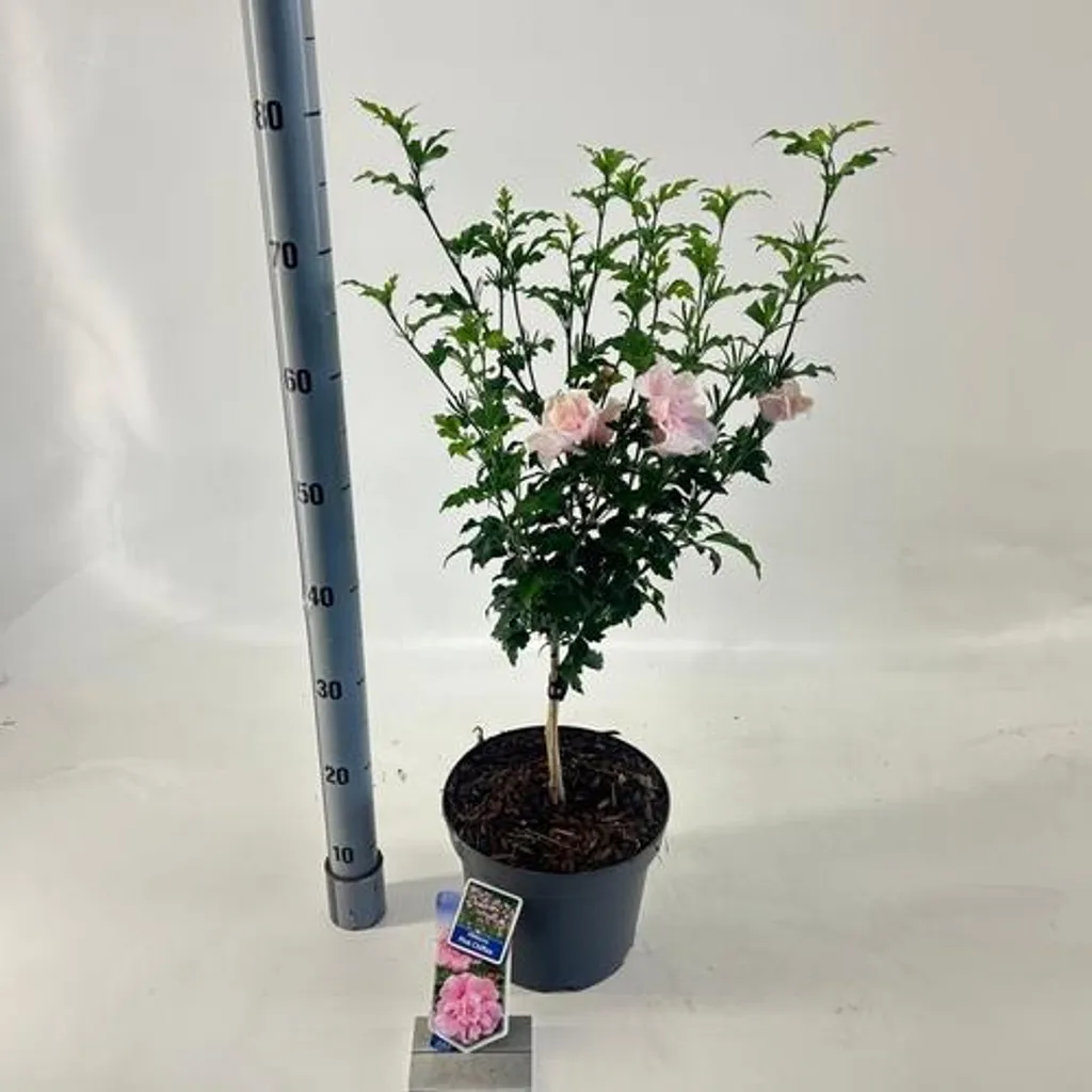Hibiscus syriacus Pink Chiffon Jwnwood4 - Arbuste en Pot de 30 cm