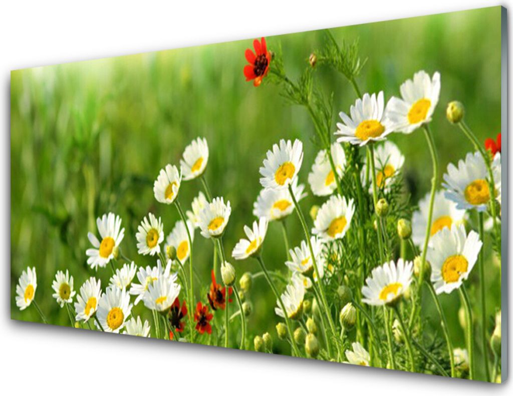 Acrylglasbilder 100x50 Wandbild Druck Gänseblümchen Natur