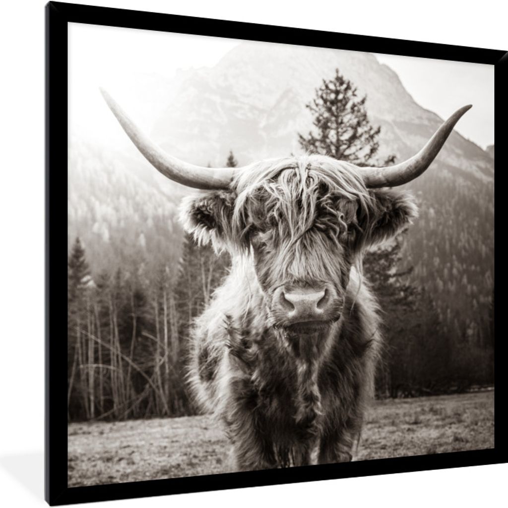 MuchoWow Gerahmtes Poster Schottischer Highlander - Tiere - Schwarz - Weiß 40x40 cm - Poster mit Schwarzem Bilderrahmen Wandposter Rahmen Foto B...