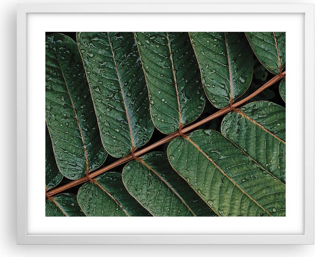 Gerahmtes Poster - Weißer Rahmen - Tropfen Wasser Blätter - 50x40 cm - Wand Bild - Wanddeko - Wandbilder - Kunstposter - Wandposter - Bilderrahme...