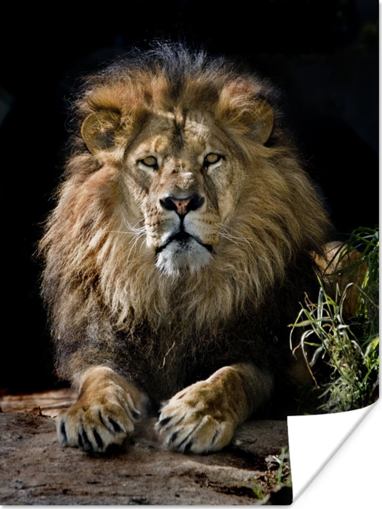 MuchoWow Poster Löwen - Jagd - Porträt 60x80 cm - Schlafzimmer Dekoration