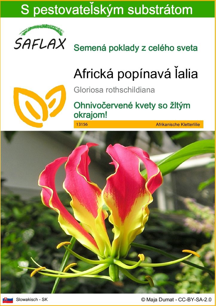 SAFLAX - Africká popínavá ľalia - Gloriosa rothschildiana - Obrázok produktu 