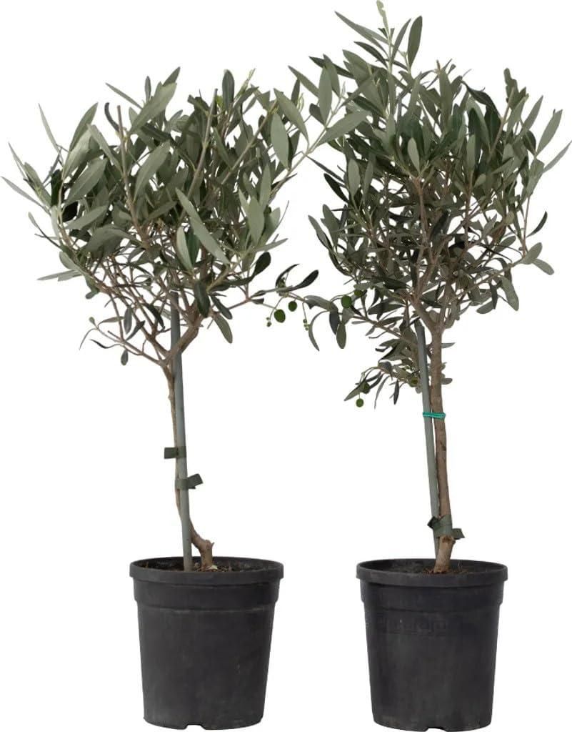Olivenbaum Stämmchen 50–60 cm 2er Set – Olea Europaea, Produktbild 