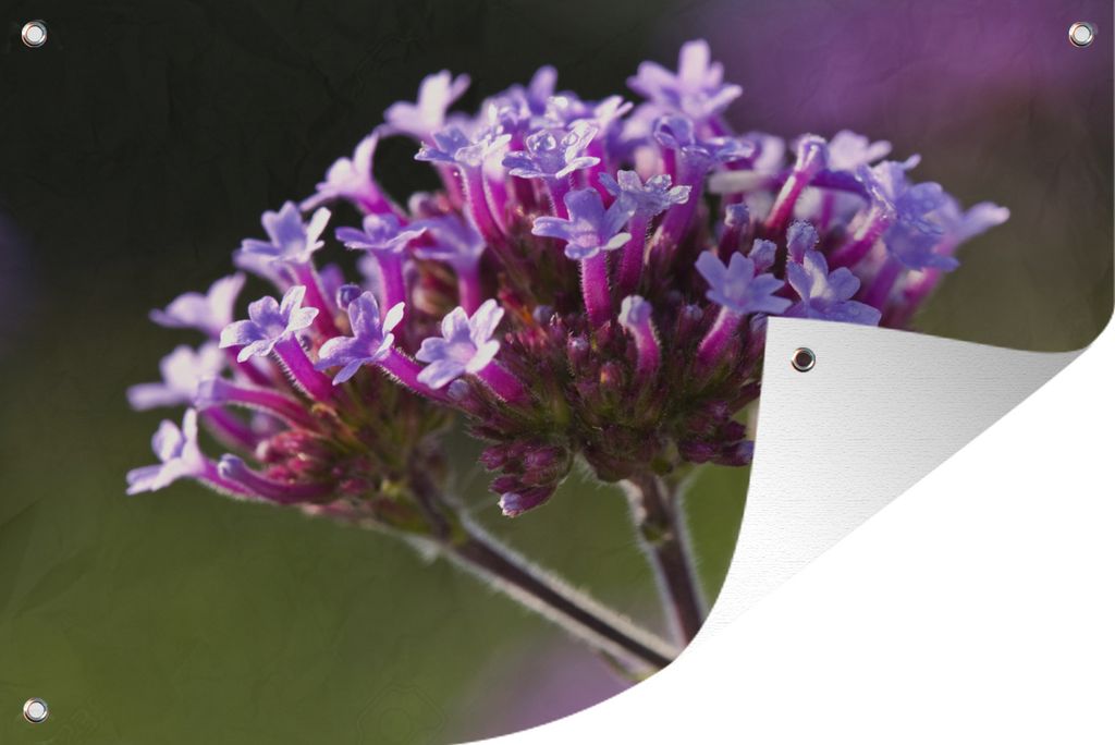 MuchoWow 60x40 cm Outdoor-Poster Gartendeko Sichtschutz Garten Poster für den Garten Nahaufnahme Eisenhandblumen
