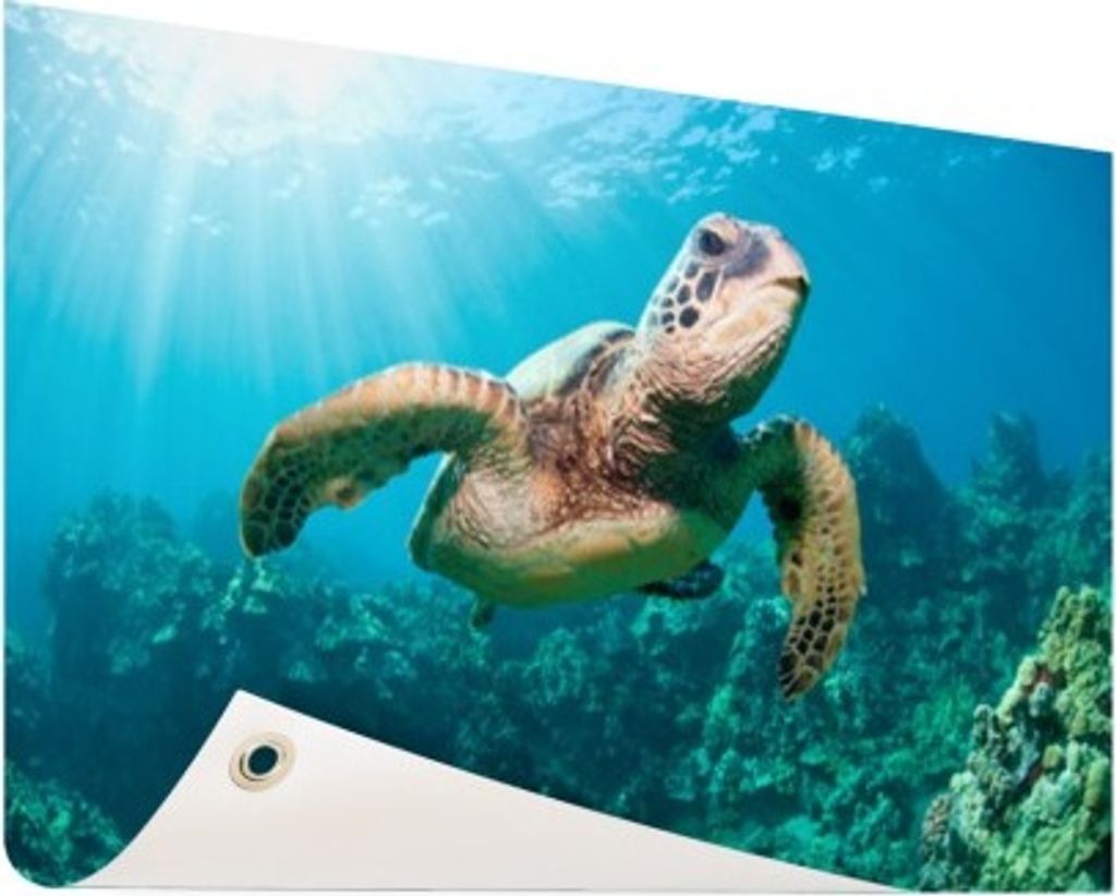 Gartenposter - 60x40 cm - Schwimmende Schildkröte Fotodruck - Modernes Wandbilder - Wilde Tierposter