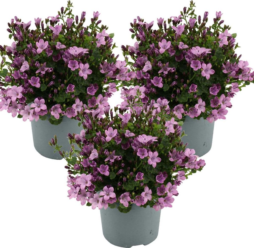 3er-Set - Campanula Ambella Pink - Glockenblume - Produktbild 