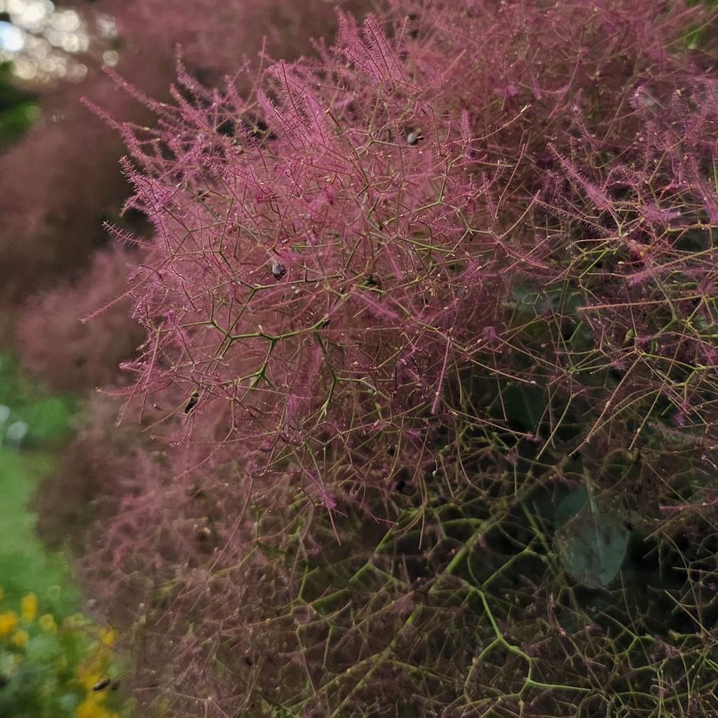 Perückenstrauch Rubrifolius, vaso da 2 litri Immagine del prodotto 