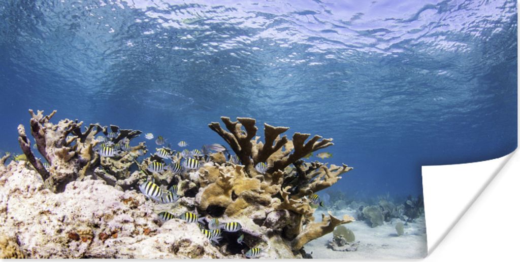 MuchoWow Poster Korallen in klarem Wasser 120x60 cm - Bild
