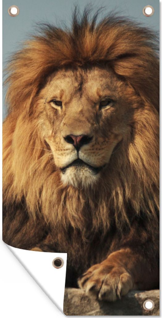 MuchoWow 80x160 cm Outdoor-Poster Gartendeko Sichtschutz Garten Poster für den Garten Löwe - Felsen - Jagd