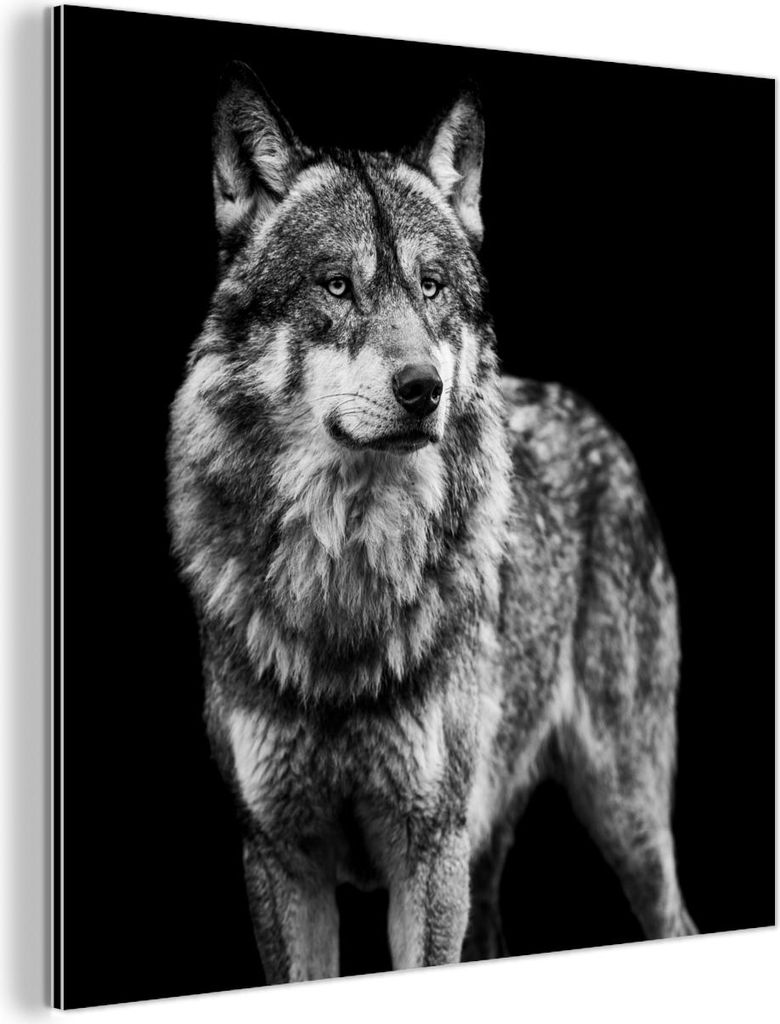 MuchoWow Wanddekoration Metall Metallbild Wandkunst 50x50 cm Wolf - Tiere - Wild - Schwarz - Weiß MuchoWow Aluminium Gemälde - Alubild - Industrial