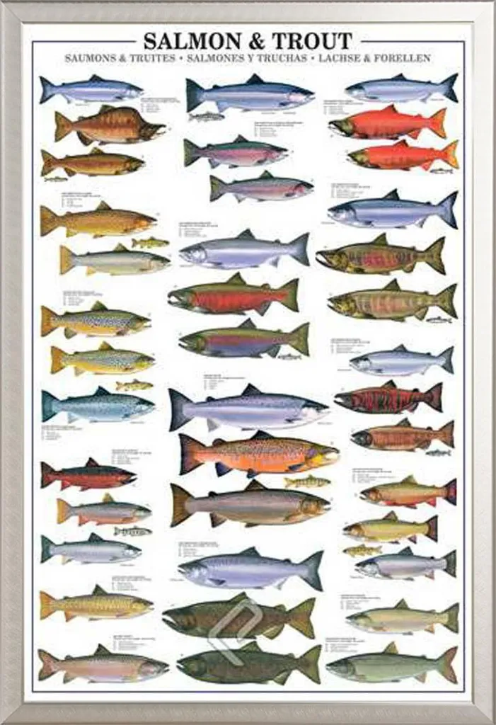 Educazione - Educazione - Poster - Salmone e trota + cornice rimovibile, Shinsuke® Maxi alluminio argento, vetro acrilico