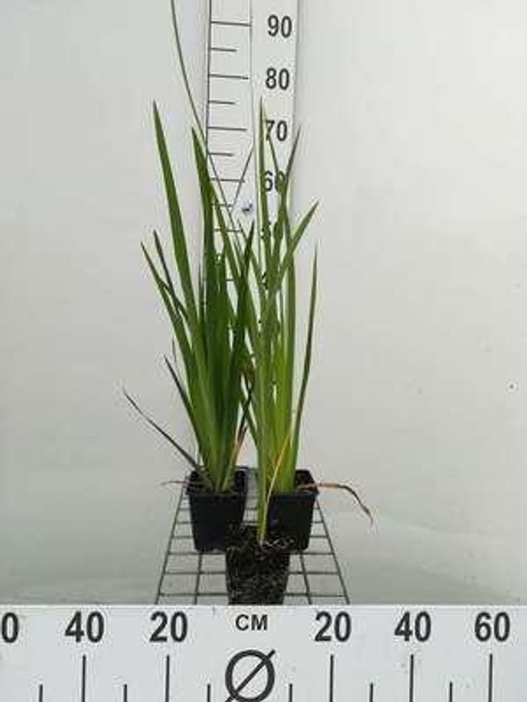 6 x Iris pseudacorus - Schwertlilie - Topf 9 x 9 cm