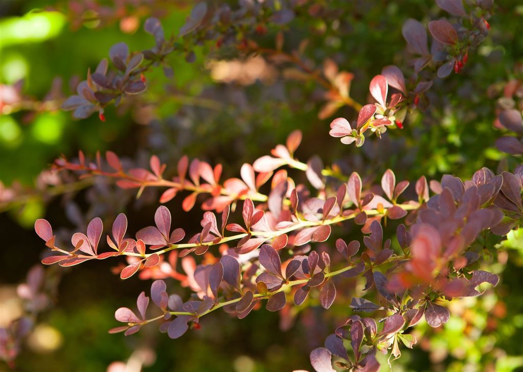 Berberis thunbergii 'Atropurpurea', Blutberberitze, Produktbild 