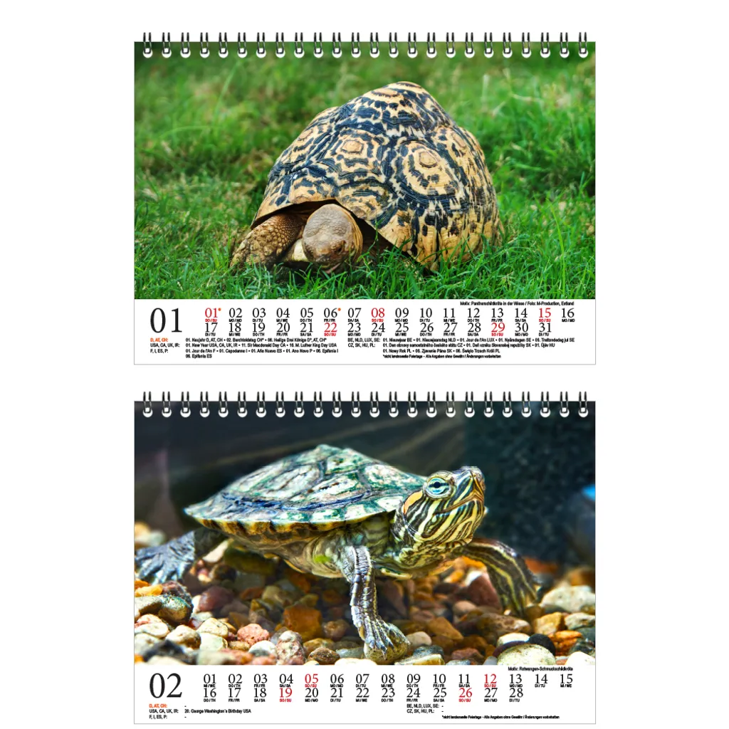 Schildkrötenzauber: Ausmalbilder für Groß und Klein – Kostenlos zum Download!