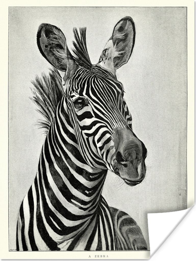 MuchoWow Poster Eine schwarz-weiße Illustration eines Zebras 120x160 cm - Wandbilder