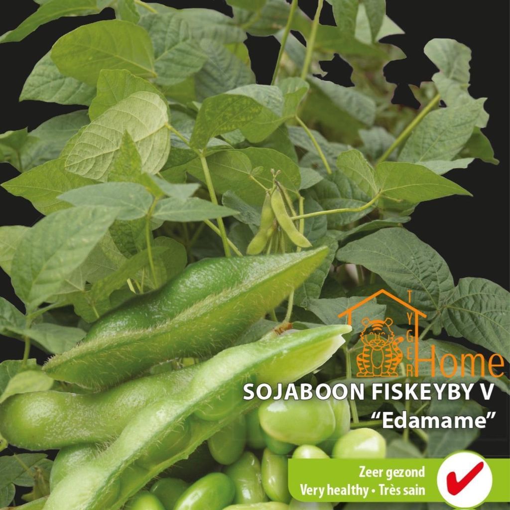 Sojabohnen-Fiskeby-V-Edamame-Samen – Züchten Sie nahrhaftes und köstliches Edamame in Ihrem Hausgarten
