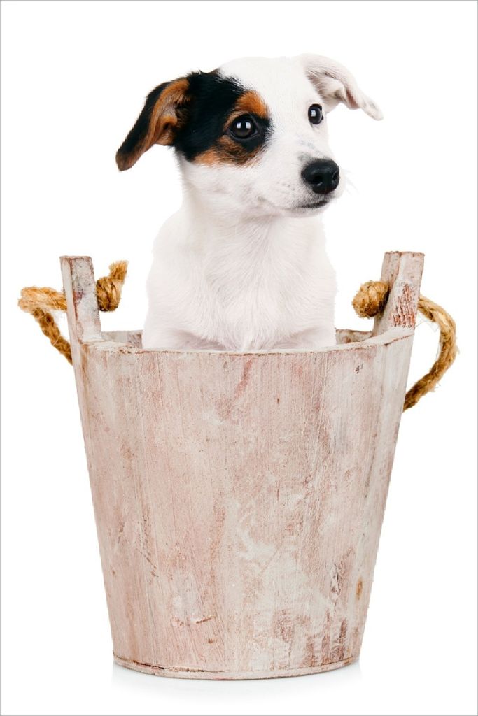 Wallario selbstklebendes Poster - Hunde-Welpe Jack Russel Terrier in einem Holzeimer, Größe: 100 x 150 cm