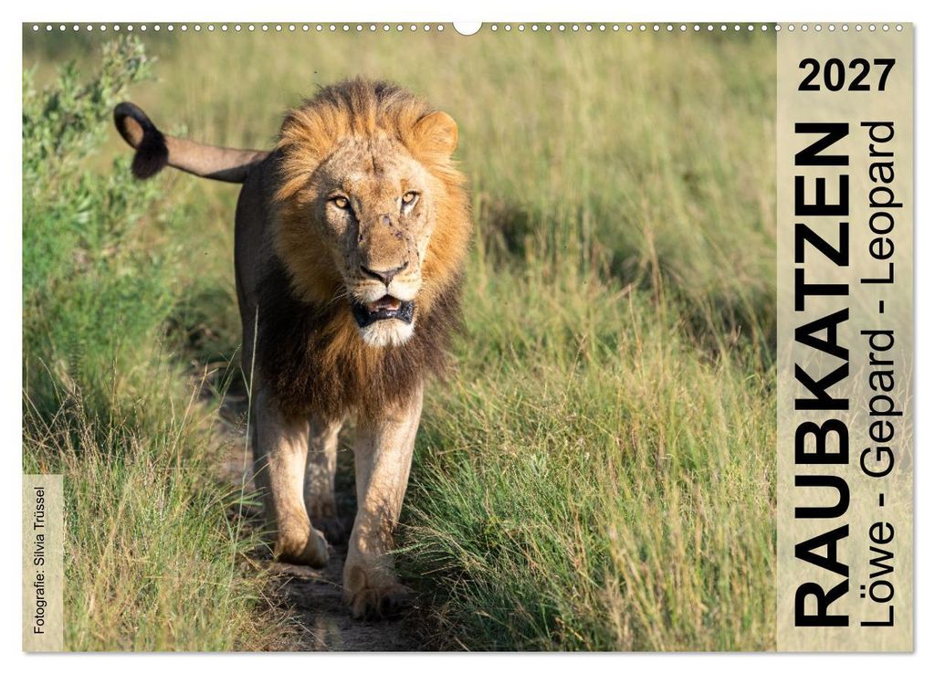 Raubkatzen - Löwe, Gepard, Leopard (Wandkalender 2027 DIN A2 quer), CALVENDO Monatskalender