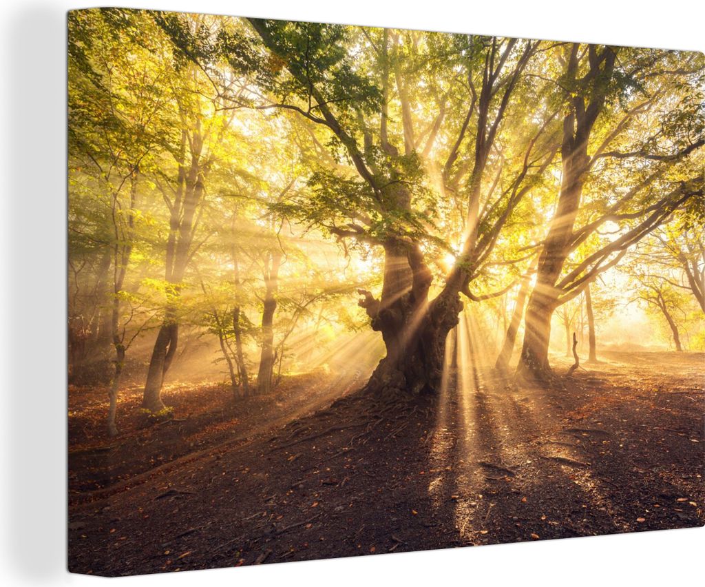 OneMillionCanvasses - Leinwandbilder - 140x90 cm, Baum - Wald - Sonne, Wandbilder Kunstdruck Wanddekoration - Foto auf Leinwand - Gemälde auf Ho...
