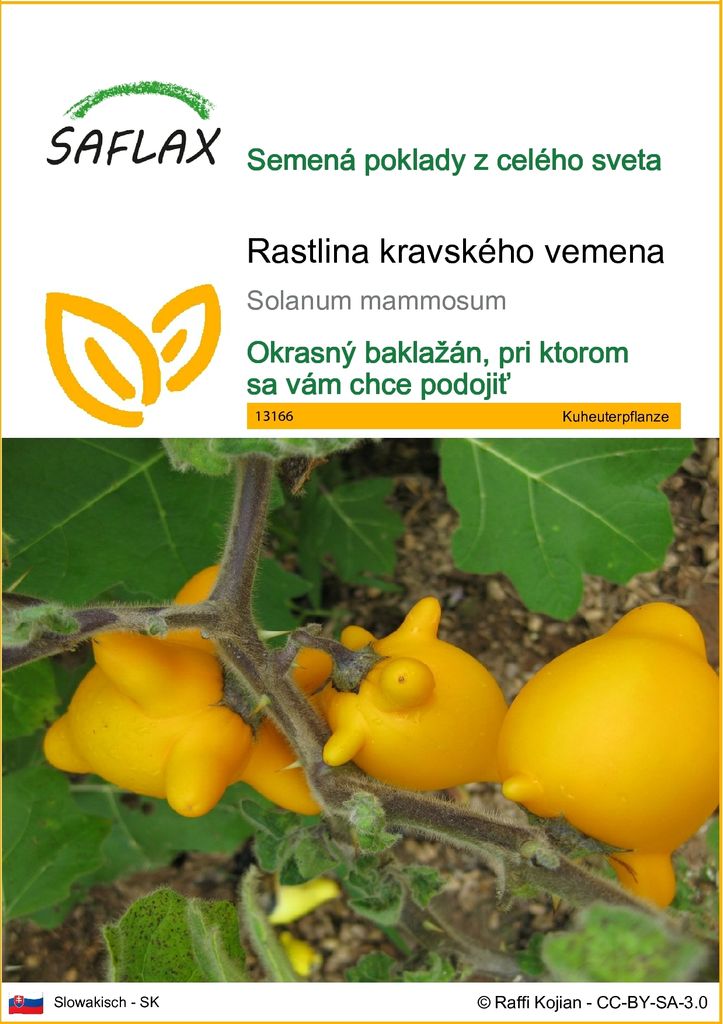 SAFLAX - rastlina kravského vemena - Solanum mammosum - 10 Obrázok produktu 