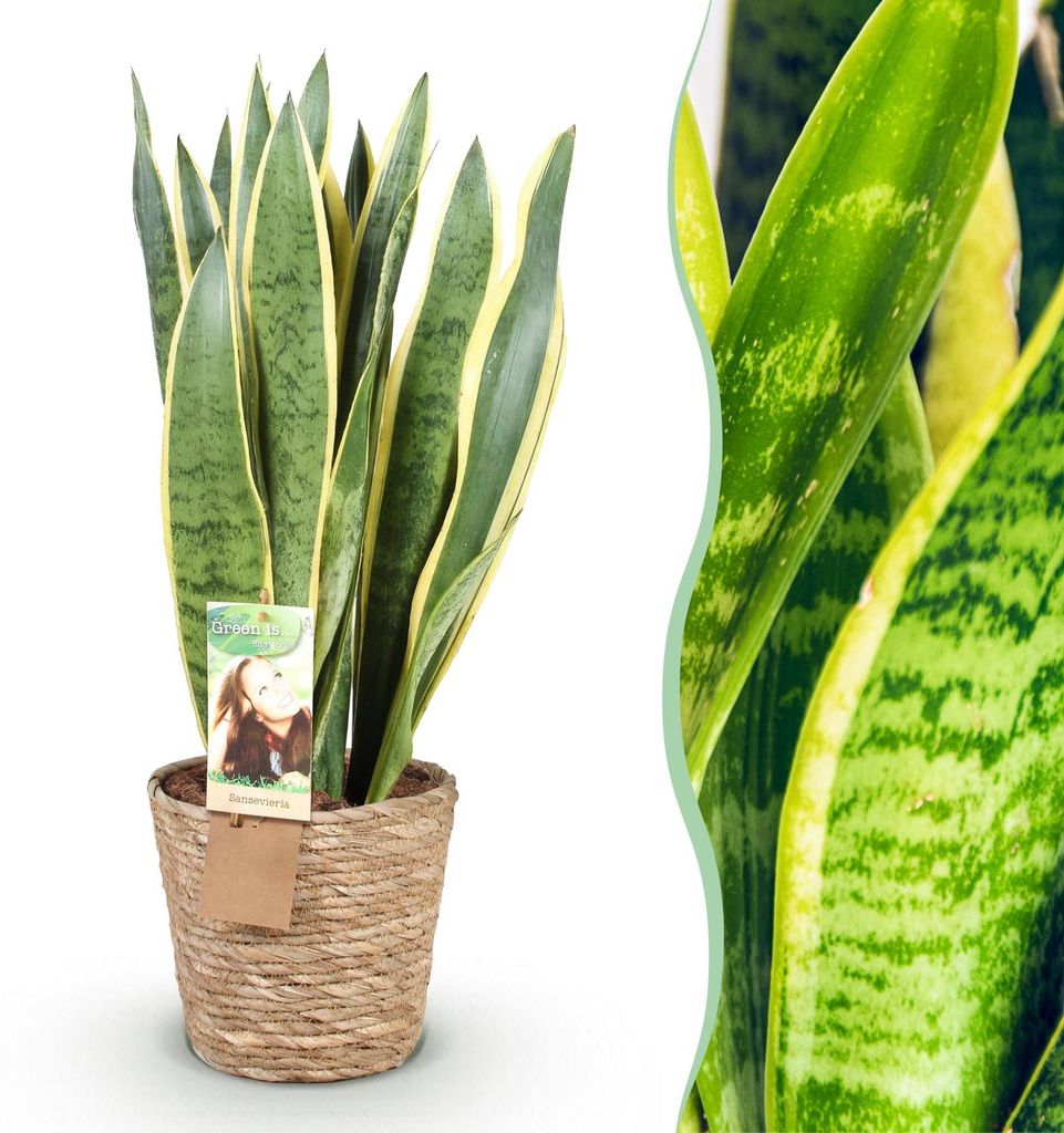 Sansevieria Laurentii Bogemhanf Schwiegermutterzunge grün gelb 70cm 21cm Zimmerpflanze mit Korb pflegeleicht dekorative Grünpflanze für Wohnzimm...