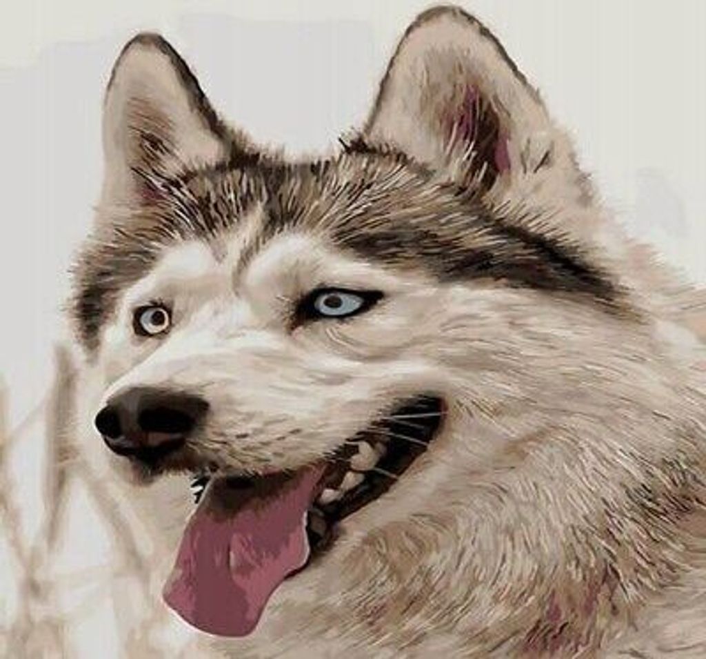 50x40 cm Malen nach zahlen Set mit Holzrahmen Husky-Hund