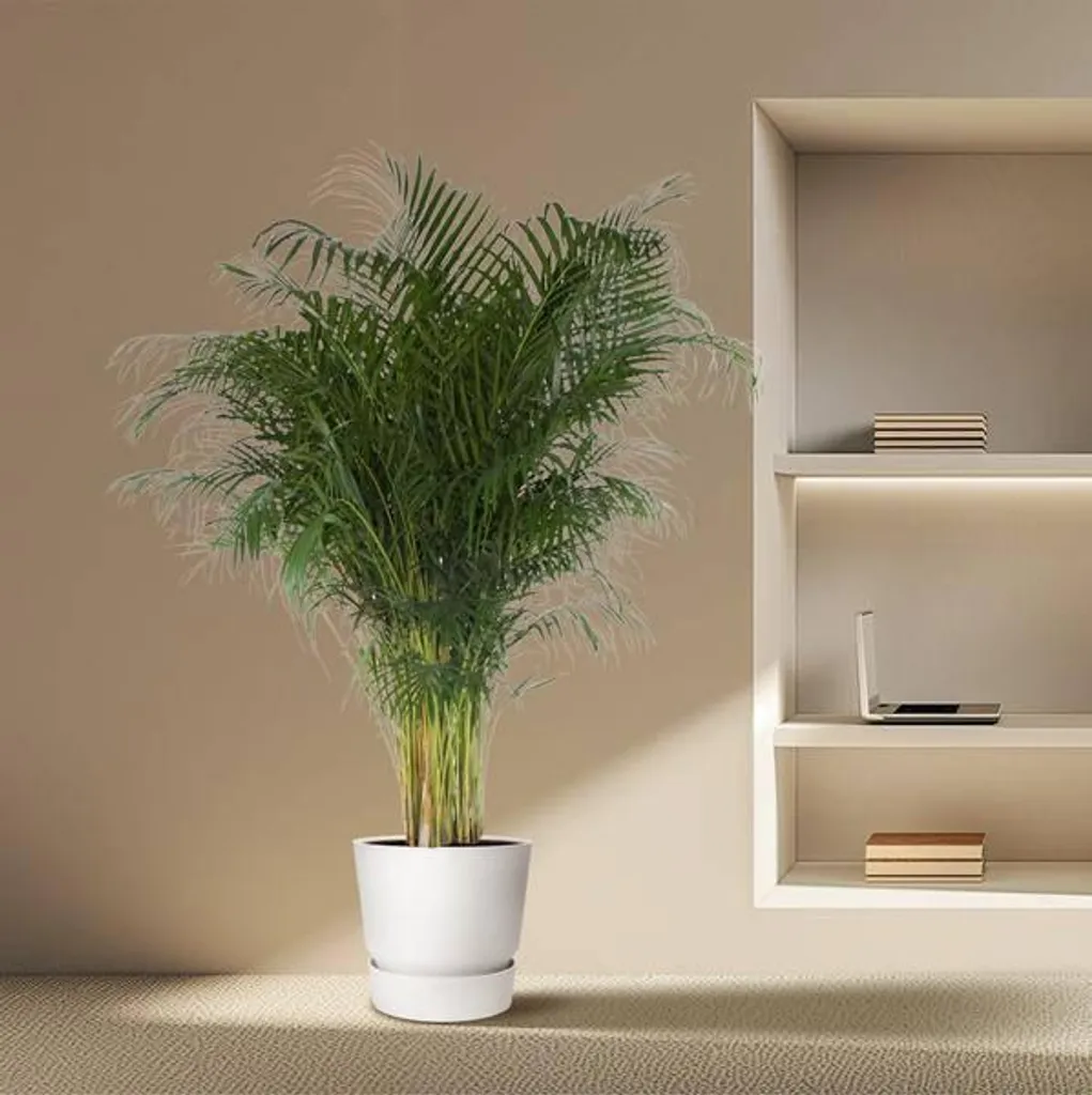 Palmier Areca 2m - Solution Déco Naturelle et Air Sain sans Effort - 4