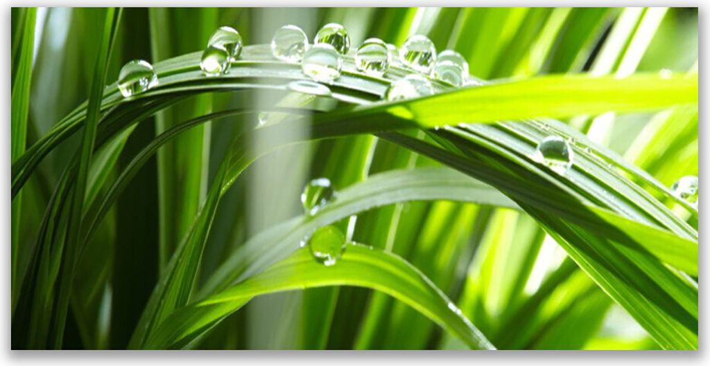Tulup Leinwand-Bilder 120x60 Wandbild Canvas Kunstdruck Gras Tautropfen Pflanzen