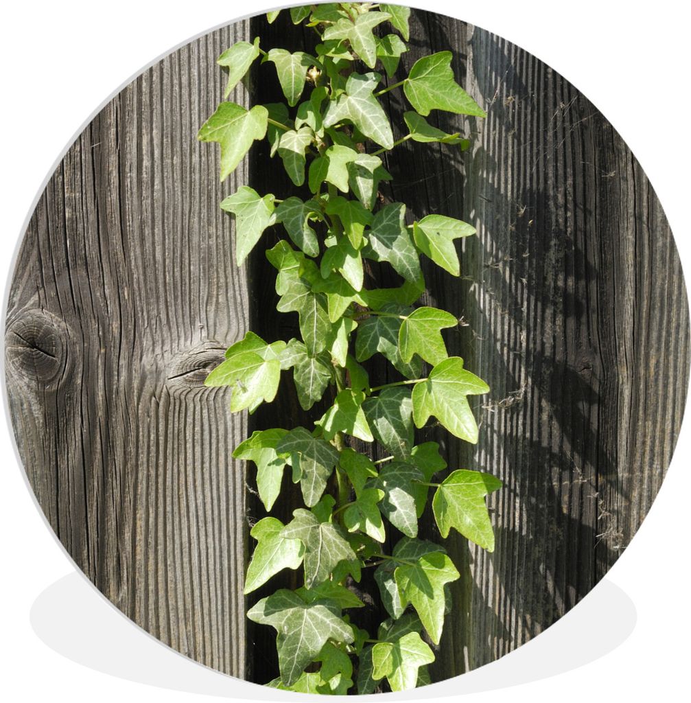 MuchoWow Rundes Wandbild - Runde Bilder Eine hellgrüne Hedera auf einem Holzzaun Ø 90 cm Kreis Wanddekoration Kunststoff - Wandkreis - Wandschm...