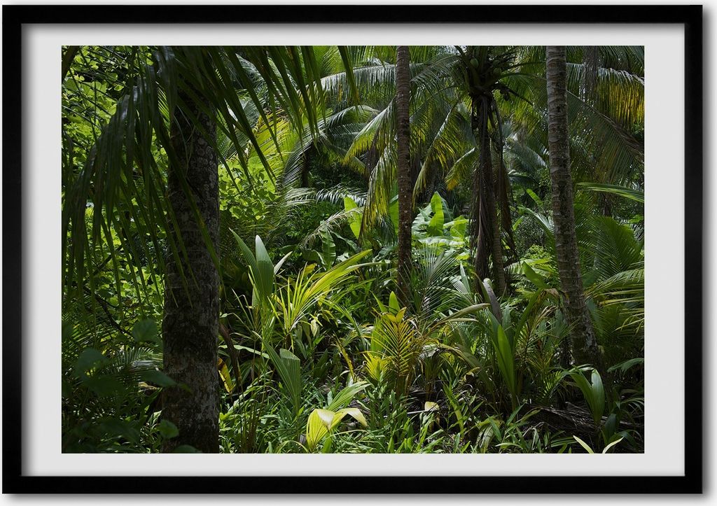 Bild - Bilder - Bilderrahmen - 70 cm x 50 cm - MDF-Rahmen, Wandkunst Tropenwald