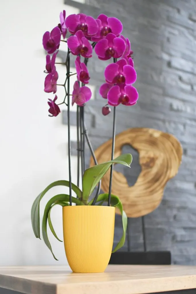 Cache-pot Iris EDA Noir 125 mm - Protégez vos Meubles de l'Humidité