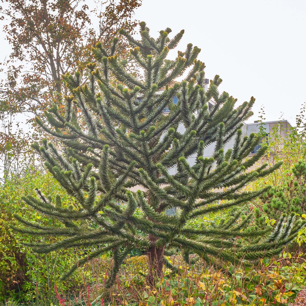 Bakker.com - Affenbaum, Der topf / 1L / Lieferhöhe 15-25cm