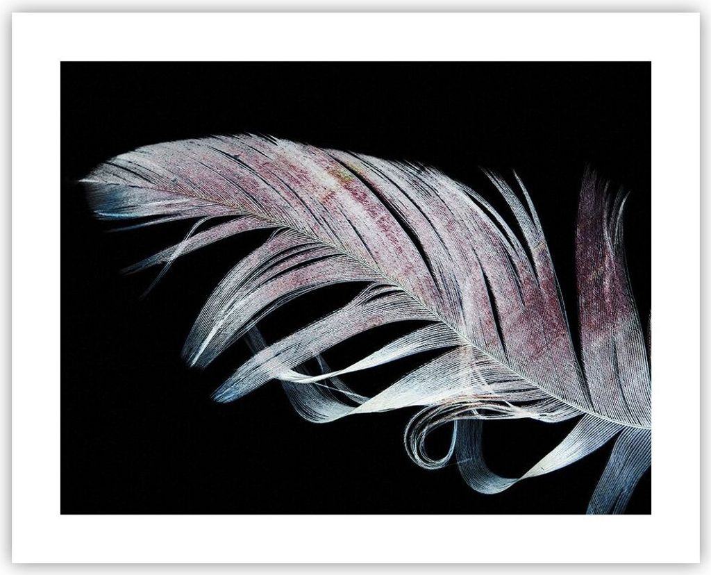 Poster - Poster ohne Rahmen - Feder die Farben Zartheit - 50x40 cm - Wand Bild - Wanddeko - Wandbilder - Kunstposter - Wandposter - Bilder - Kunstd...