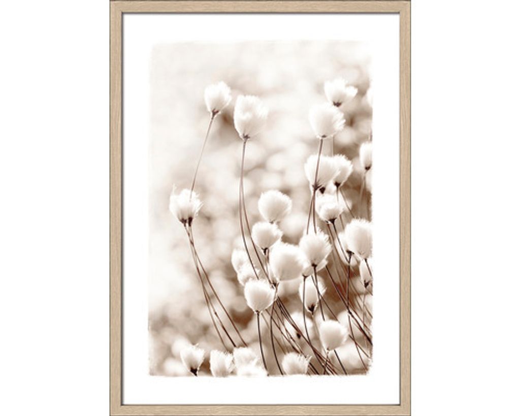 Gerahmtes Bild Dried Fiber In The Wind V 53x73 cm
