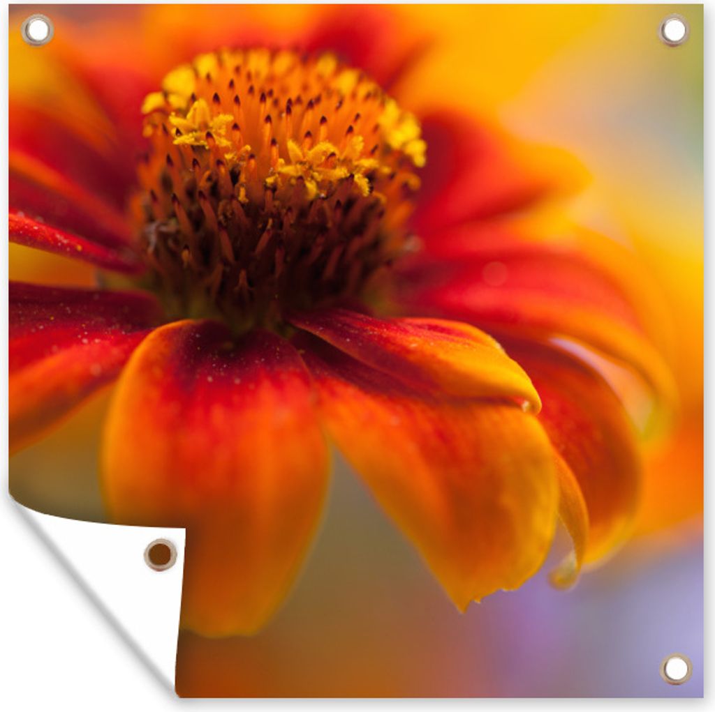 MuchoWow 100x100 cm Outdoor-Poster Gartendeko Sichtschutz Garten Poster für den Garten Nahaufnahme einer orangefarbenen Zinnienblüte