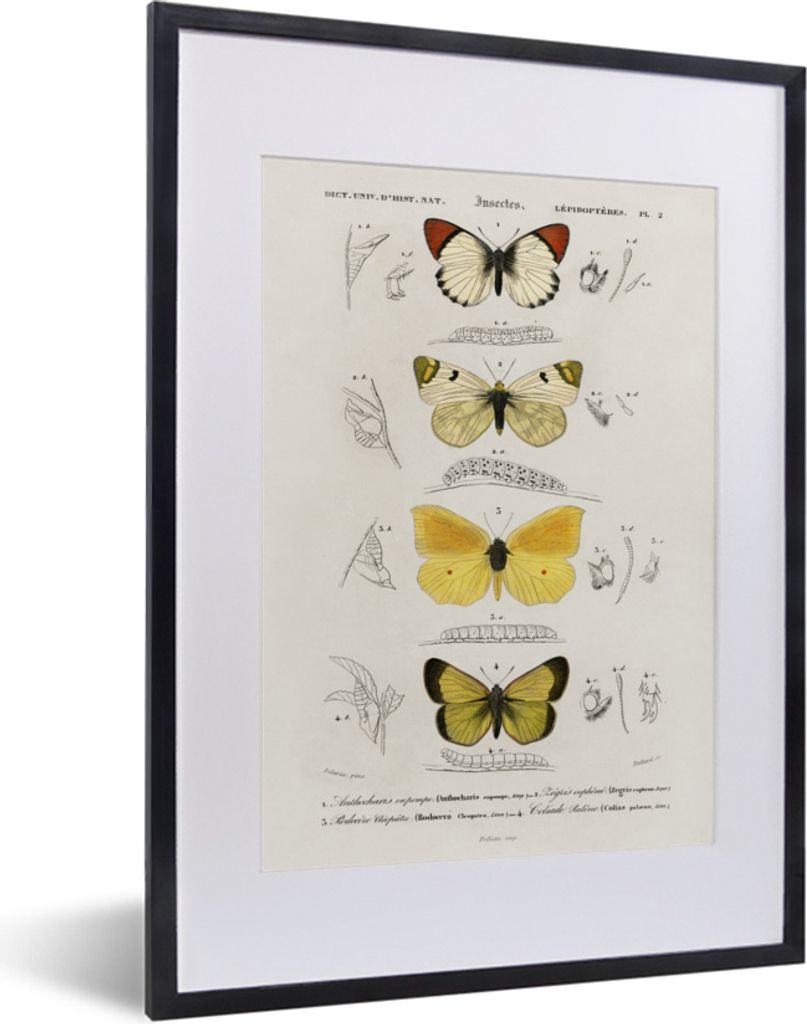 MuchoWow MuchoWow Gerahmtes Poster Schmetterling - Vintage - Insekten 30x40 cm - Poster mit zchwarzem Bilderrahmen - Wandposter Schlafzimmer