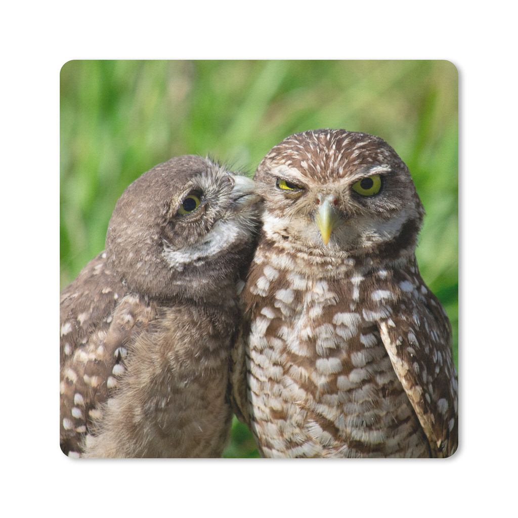 MuchoWow Mauspad Mousepad Eulen - Vögel - Gras 30x30 cm - Mousepads - Maus Mat - Pad - Mausunterlage - Gaming