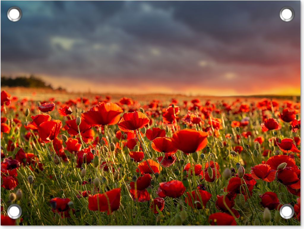 MuchoWow 40x30 cm Outdoor-Poster Gartendeko Sichtschutz Garten Poster für den Garten Sonnenuntergang - Mohnblumen - Rot - Blumen - Feld - Natur