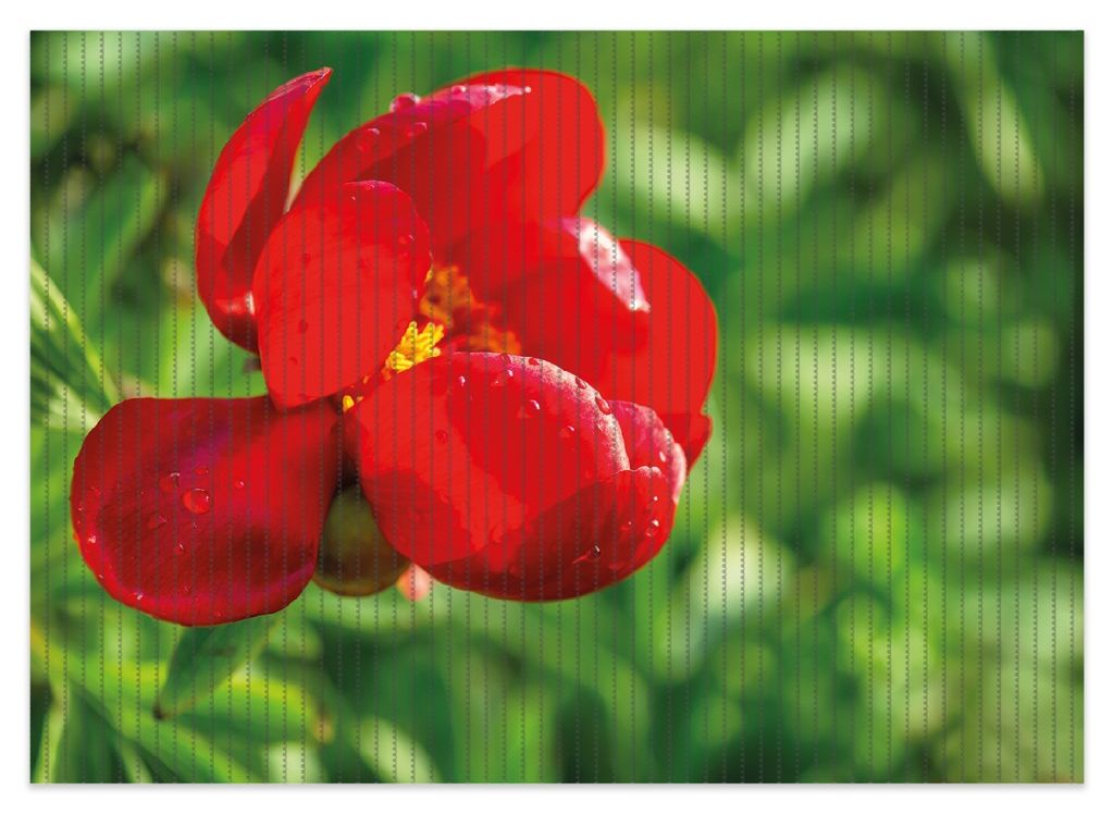 Wallario Duschmatte Antirutschmatte Badmatte Fußmatte Wilde rote Pfingstrose in Nahaufnahme, Größe ca. 70 x 50 cm